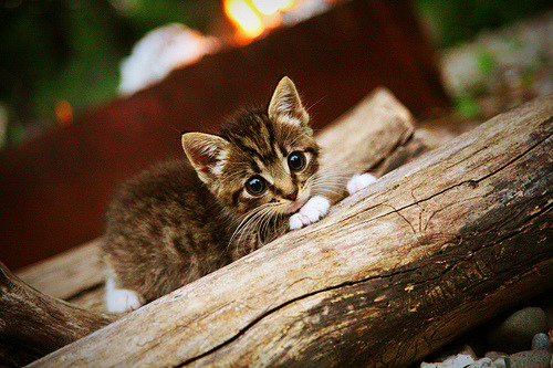 无重力的终场，美加墨之夜与武切维奇失重的一秒