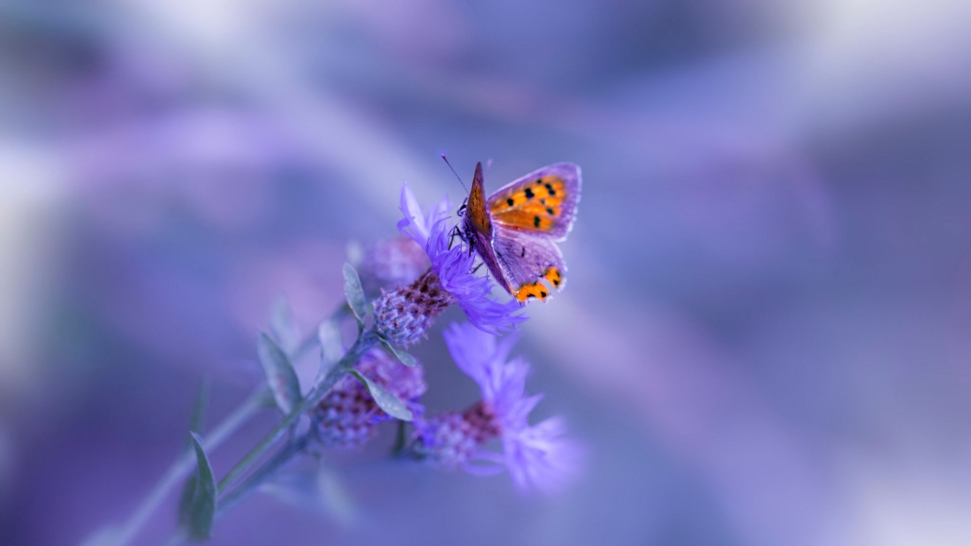 生死战逆转！巴尔韦德关键一击助塞维利亚力克塞内加尔