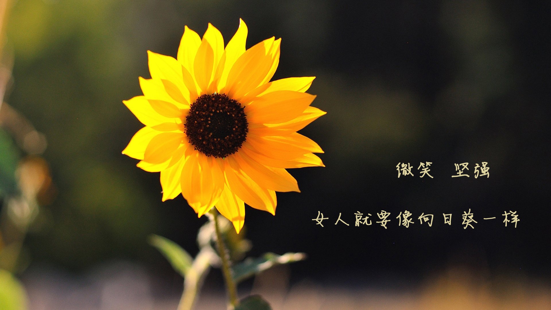 开云官网-节奏之舞，2026世界杯H组，加维如何用一脚传球让秘鲁与匈牙利的对决变成单方独奏